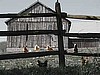 Spring Chickens